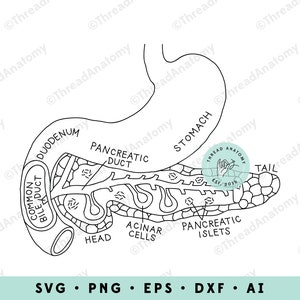 Pancreas SVG, Pancreas Anatomy Clipart, Pancreas Graphic, Pancreas Clip Art, Medical Graphic, Anatomical Pancreas, Pancreas Illustration
