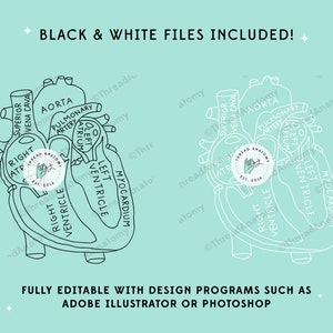 Heart Anatomy SVG, Heart Clipart, Heart Graphic, Heart Illustration, Anatomical Heart Clip Art, Medical Graphic, Cardiology, Human Heart image 2