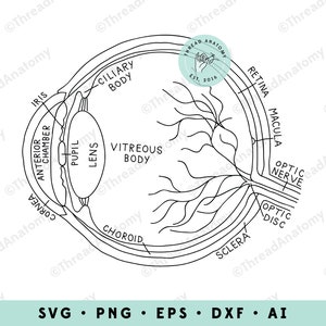 Eye Clipart, Eye Anatomy Graphic, Eyeball Clip Art, Eye Illustration, Eyeball Anatomy, Anatomical Eyeball Clip Art, Optometrist, Optometry