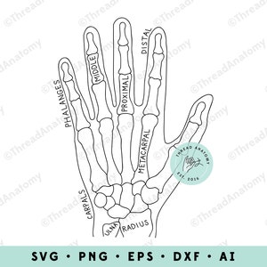 Hand Anatomy Clipart, Hand Clipart, Hand Graphic, Hand Clip Art, Anatomical Hand Graphic, Hand Illustration, Medical Graphic, Hand Therapist