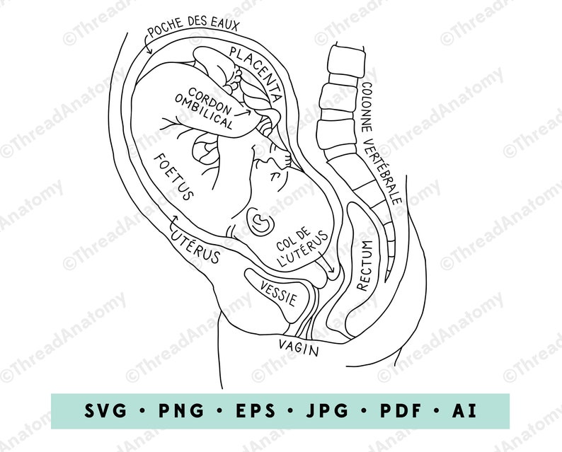 French Pregnancy Anatomy SVG Pregnancy Clipart in French Etsy