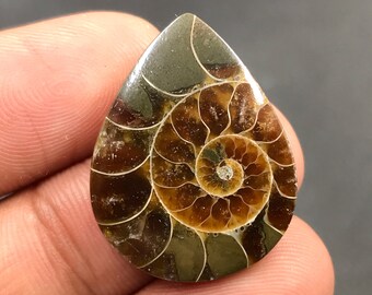 Ammonite Cabochon...Pear Cabochon...26x20x5 mm...24 Cts...A#M4537