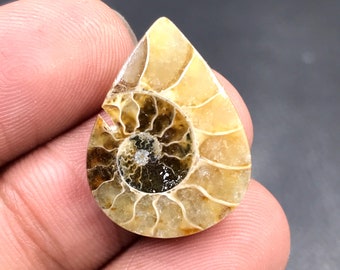 Ammonite Cabochon...Pear Cabochon...23x17x3 mm...11 Cts...A#M4547
