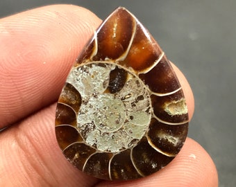 Ammonite Cabochon...Pear Cabochon...26x20x4 mm...18 Cts...A#M4540