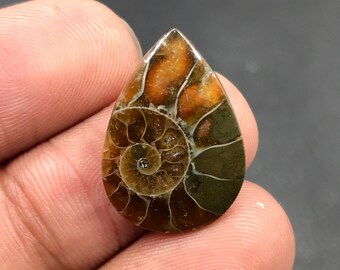 Ammonite Cabochon...Pear Cabochon...22x15x3 mm...9 Cts...A#M4541