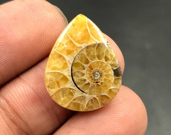 Ammonite Cabochon...Pear Cabochon...20x16x4 mm...10 Cts...A#M4548