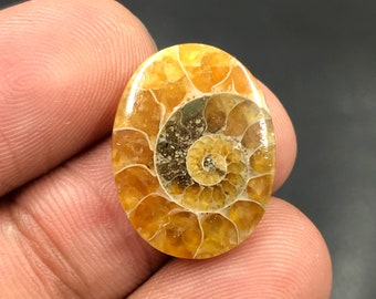 Ammonite Cabochon...Oval Cabochon...20x15x3 mm...9 Cts...A#M4529