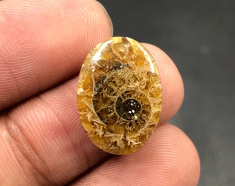 Ammonite Cabochon...Oval Cabochon...18x13x3 mm...8 Cts...A#M4531