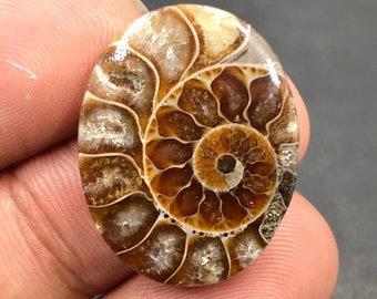 Ammonite Cabochon...Oval Cabochon...25x19x5 mm...19 Cts...A#M4527