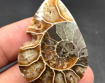 Ammonite Cabochon...Pear Cabochon...42x31x6 mm...51 Cts...A#M4534