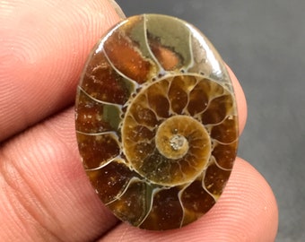 Ammonite Cabochon...Oval Cabochon...23x17x4 mm...14 Cts...A#M4528