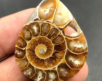 Ammonite Cabochon...Pear Cabochon...38x31x5 mm...45 Cts...A#M4535