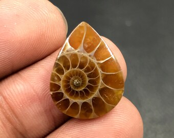 Ammonite Cabochon...Pear Cabochon...20x15x3 mm...8 Cts...A#M4550