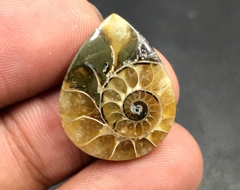 Ammonite Cabochon...Pear Cabochon...22x18x5 mm...15 Cts...A#M4544