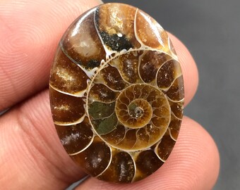 Ammonite Cabochon...Oval Cabochon...26x20x5 mm...24 Cts...A#M4526