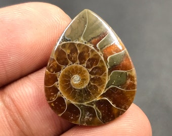 Ammonite Cabochon...Pear Cabochon...24x19x4 mm...13 Cts...A#M4538