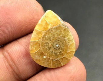 Ammonite Cabochon...Pear Cabochon...21x16x3 mm...9 Cts...A#M4543