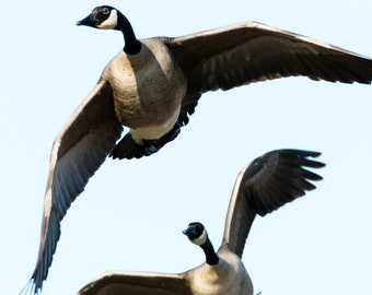 Canada Geese, Geese Picture, Geese Print, Geese Art, Bird Print, Bird Wall Art, Bird Lover, Wildlife Photography, Bird Photography