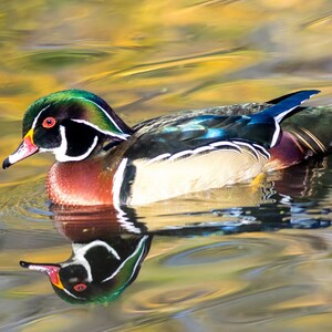 Wood Duck Print, Duck Print, Wood Duck Photo, Wood Duck Picture, Wood Duck Wall Art, Gift for Him, Wood Duck Photography, Duck Reflection