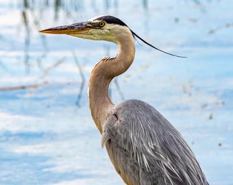 Great Blue Heron Wall Art, Heron Fishing Photography, Wildlife Canvas Print, Bird Wall Decor, Lake House Cottage Art, Nature Photography