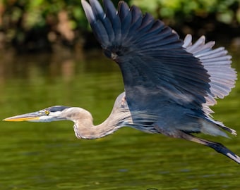 Great Blue Heron Wall Art, Great Blue Heron Canvas, Heron Photography, Blue Heron Wall Decor, Wildlife Photography,Lake House, Cottage Decor
