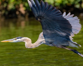 Great Blue Heron Wall Art, Blue Heron Canvas Print, Wildlife Photography, Bird Watching Gift, Lake House Decor