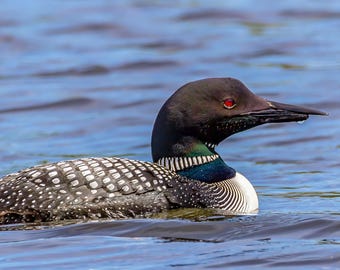 Common Loon Wall Art, Loon Photography Canvas, Lake House Decor, Cottage Wall Art, Bird Lover Gift, Canadian Wildlife