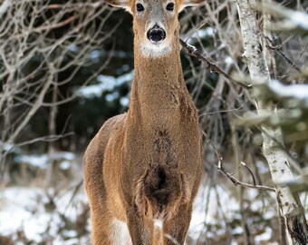 Whitetail Buck Canvas Wall Art – Deer in Winter Woods