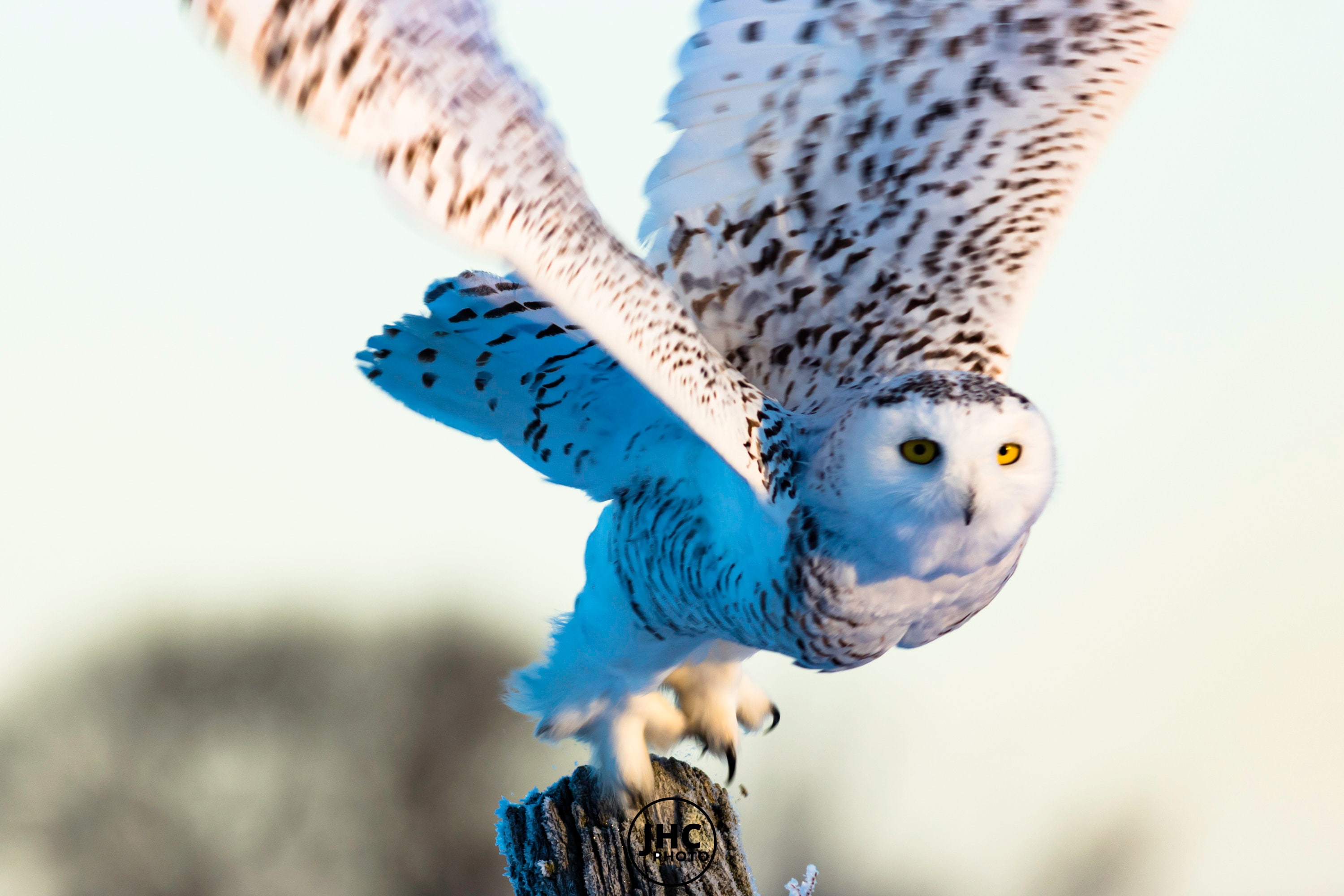 Snowy Owl Wall Art, Owl Canvas Print, Owl Photography, Owl Gift, Snowy Owl, Owl Art, Bird Photograph