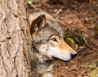 Grey Wolf Canvas Wall Art – Wildlife Photography Print, Rustic Cabin Decor, Nature Lover Gift, Woodland Animal Artwork