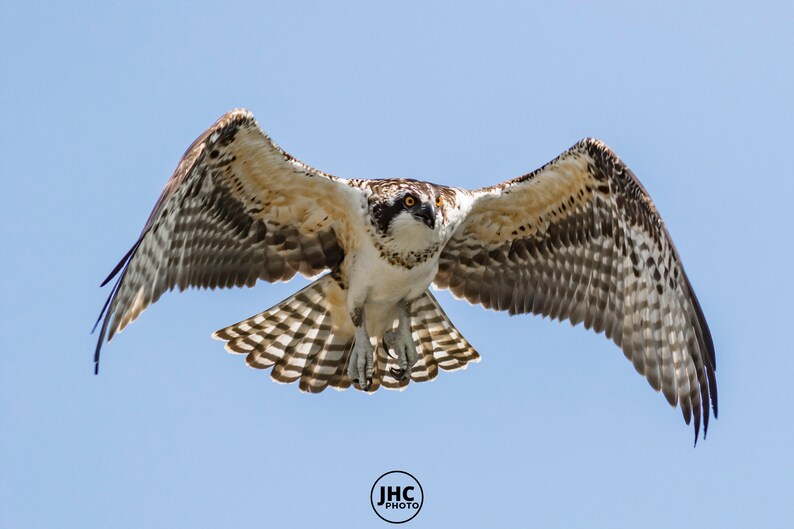 Osprey Wall Art, Canvas Print, Large Wall Art, Bird Photography, Canvas Wall Art, Home shops Decor, Wildlife Photography