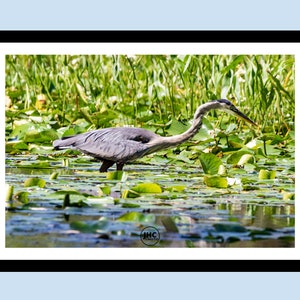 Great Blue Heron Fishing Print - Heron Wall Art - Gift for Heron Lover - Heron Bird - Heron Art - Heron Print - Heron Pics - Heron Photo