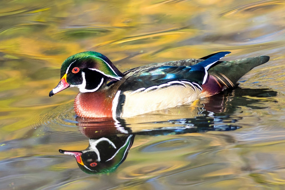 Wood Duck Print, Duck Print, Wood Duck Photo, Wood Duck Picture, Wood