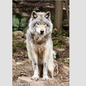 Wolf Wall Art, Grey Wolf, Wolf Photo, Wolf Art, Wolf Print, Wild Wolf Art, Wolf Wall Decor, Wall Art, Animal Print, Forest Animals