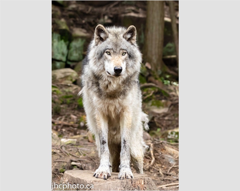 May include: A gray wolf stands on a tree stump in a forest setting. The wolf has a white chest and a bushy tail. It is looking directly at the camera.