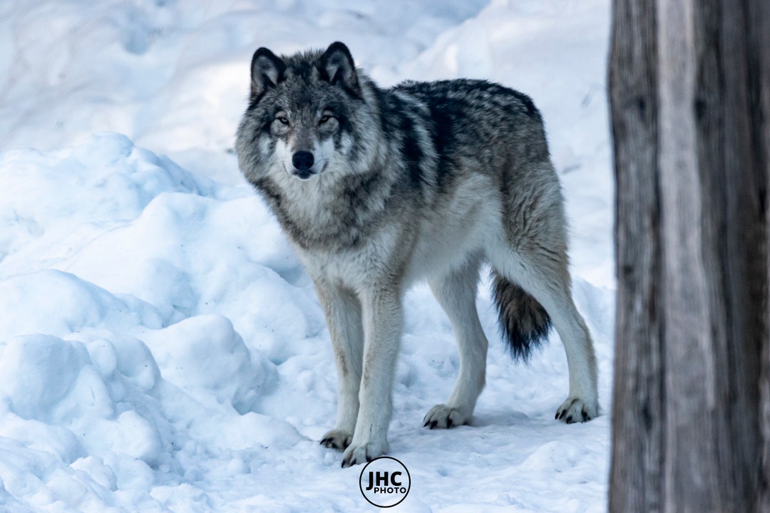 Grey Wolf Wall Art Print, Wolf