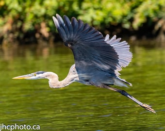 Heron Flying - Heron Print- Great Blue Heron - Bird Photography - Blue Heron - Heron Bird - Gift for Him -Gift for Her