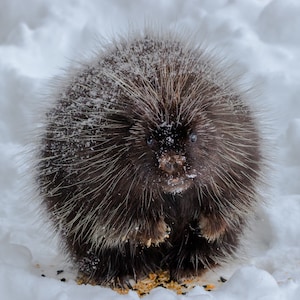 Porcupine, Porcupine Art, Porcupine Print, Porcupine Eating - Wildlife Wall Art - Nature Gift, Gift for Wildlife Lover, Gift for Him