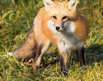 Red Fox Wall Art Canvas Print Ready to Hang, Fox Photography, Wildlife Canvas Wall Decor, Rustic Animal Art, Nature Canvas 20x20