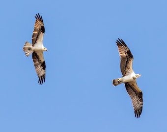 Osprey Wall Art Canvas, Two Ospreys in Flight, Lake House Decor, Cottage Wall Art, Wildlife Photography, Bird of Prey Art