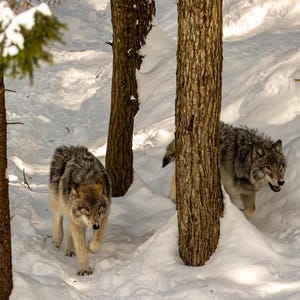 Wolf Canvas Wall Art | Limited Edition | Wildlife Photography Print | Wolves Nature | Decor for Wildlife Lovers