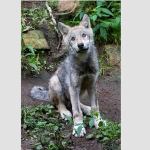 Baby Wolf Print, Wolf Art, Wolf Photography, Wolf Pup, Wolf Print, Nature Photography, Grey Wolf, Fine Art Print, Large Art