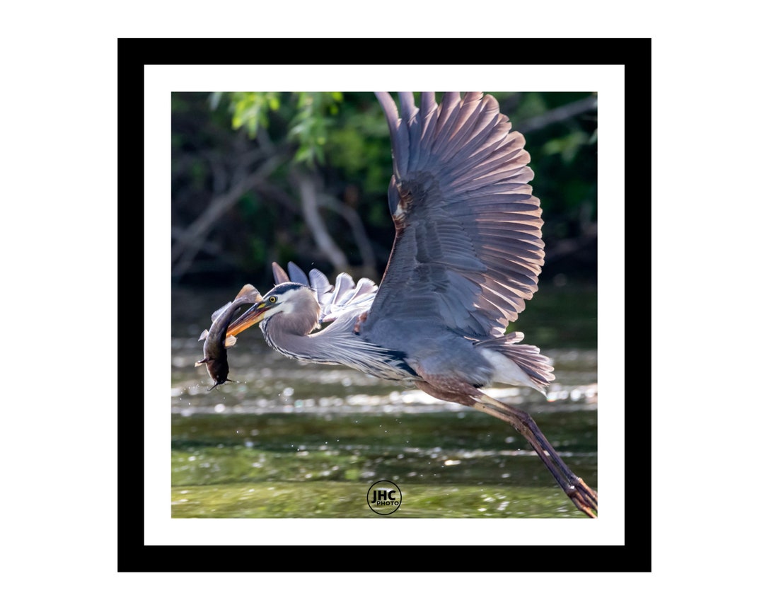 Great Blue Heron Wall Art Print, Heron Art, Heron Wall Decor, Heron