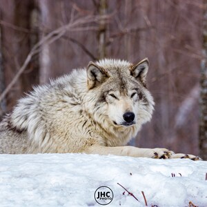 Wolf Print, Wolf Art, Wolf Wall Decor, Wolf Photography, Wolf Wall Art, Wildlife Art, Fine Art Print