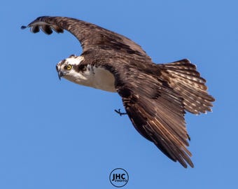 Osprey Canvas Wall Art, Soaring Osprey Wildlife Photography, Bird Lover Gift, Lake House Decor, Nature Wall Art, Raptor Print