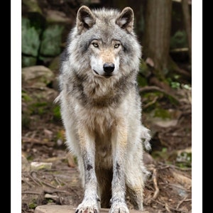 May include: A gray wolf stands on a tree stump in a forest setting. The wolf has a serious expression and is looking directly at the camera.