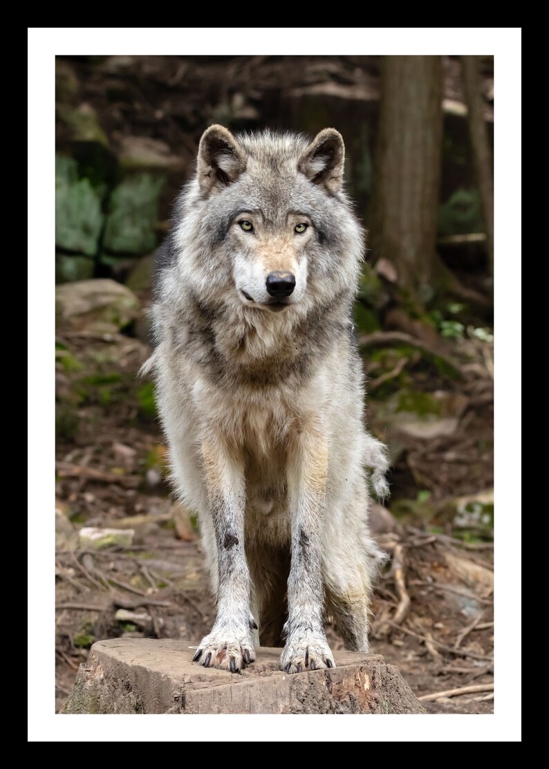 May include: A gray wolf stands on a tree stump in a forest setting. The wolf has a serious expression and is looking directly at the camera.