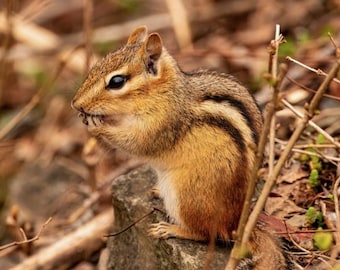 Chipmunk Canvas Wall Art, Wildlife Photography, Woodland Animal Decor, Nature Wall Art, Rustic Cabin Art