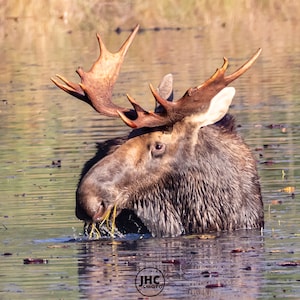 Bull Moose Wall Art Canvas, Moose Art, Christmas Gift, Moose Photo, Original Wildlife, Moose Photography, Wall Art, Nature Photography