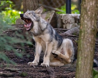 Wolf, Wolf Print, Wolf Picture, Wolf Art, Wolf Photography, Timber Wolf, Grey Wolf, Gift for Him, Wildlife Photography, Gift for Kids